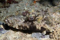 Cymbacephalus beauforti