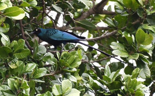 Long-tailed Glossy Starling