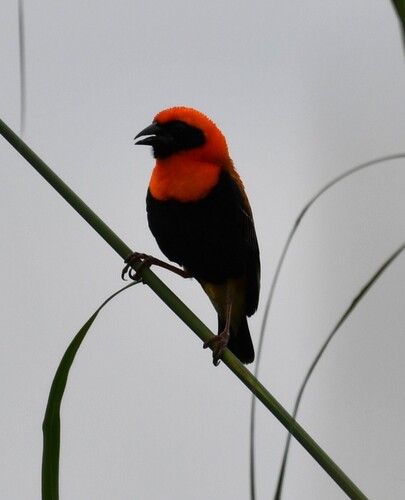 Black-winged Bishop