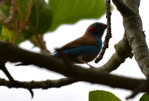 Red-cheeked Cordonbleu