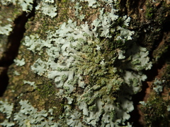 Phaeophyscia orbicularis