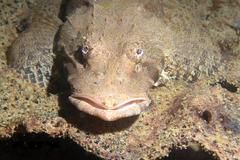 Cymbacephalus beauforti