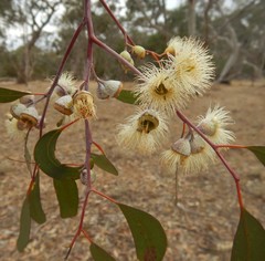 Eucalyptus leucoxylon