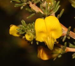 Aspalathus arida arida