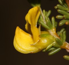 Aspalathus arida arida