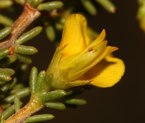 Image of Aspalathus arida by (c) Brian du Preez, some rights reserved (CC BY-SA)