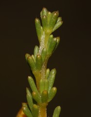 Aspalathus arida arida