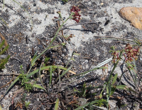 Image of Codonorhiza micrantha by (c) Brian du Preez, some rights reserved (CC BY-SA)