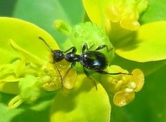 Anthelephila caerulea