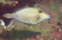 Cantherhines pardalis