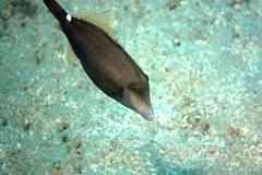 Cantherhines pardalis