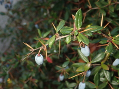 Berberis