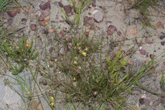 Aspalathus tridentata tridentata