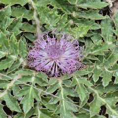 Platycarpha glomerata, photograph (c) Henry de Lange, some rights reserved (CC BY)