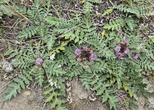 Platycarpha glomerata, photograph 4