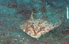 Pseudomonacanthus macrurus