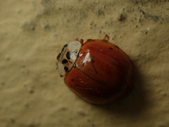 Harmonia axyridis