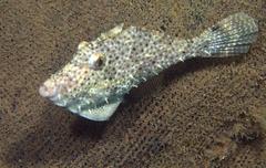 Pseudomonacanthus macrurus