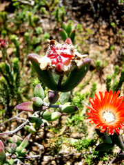 Drosanthemum lavisii