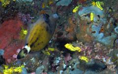 Cantherhines fronticinctus