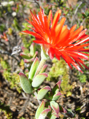 Drosanthemum lavisii
