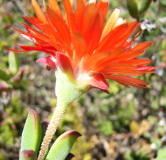 Drosanthemum lavisii