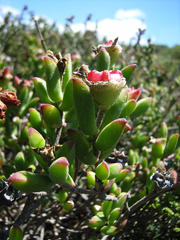 Drosanthemum lavisii