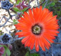 Drosanthemum lavisii