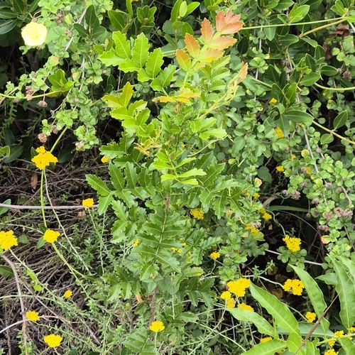 False horsewood (Hippobromus pauciflorus)