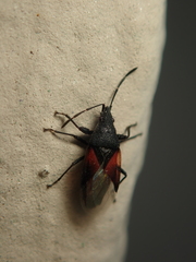 Oxycarenus lavaterae