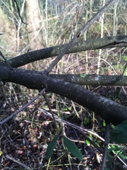 Cotoneaster salicifolius