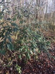 Cotoneaster salicifolius
