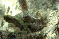 Acreichthys tomentosus