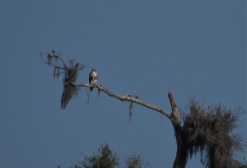 Buteo jamaicensis image