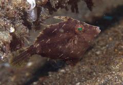 Acreichthys tomentosus