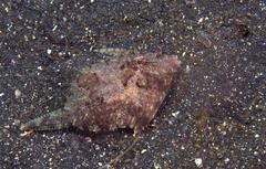 Acreichthys tomentosus