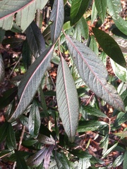 Cotoneaster salicifolius