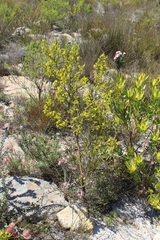 Aspalathus arida arida