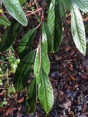 Cotoneaster salicifolius