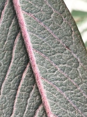 Cotoneaster salicifolius