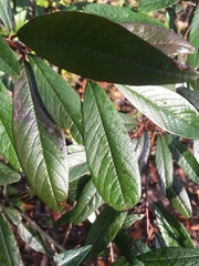Cotoneaster salicifolius