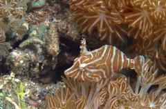 Acreichthys radiatus