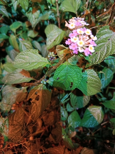 common lantana