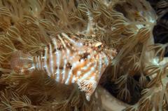 Acreichthys radiatus