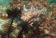 Acreichthys radiatus