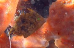 Stephanolepis setifer