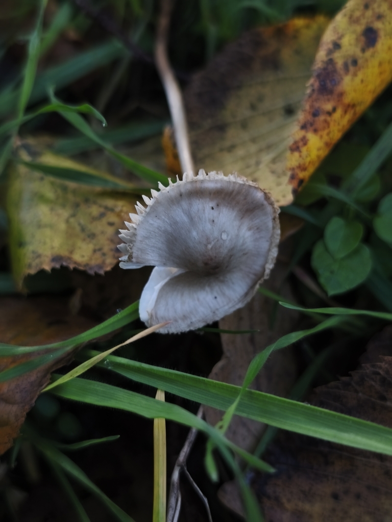 Tephrocybe rancida