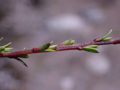 Kunzea serotina