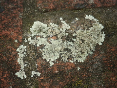 Protoparmeliopsis muralis