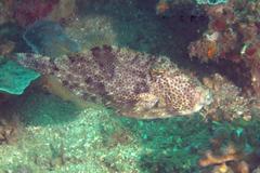 Pseudomonacanthus macrurus